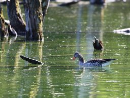 2025 &raquo; Petite Camargue, 26.04.2025