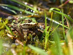 Frosch