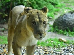 Löwin im Basler Zoo