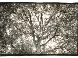 baum_frauenfeld_vor_schloss