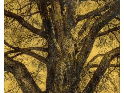 baum_gold