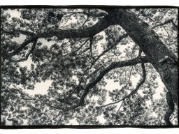 eucalyptus_3