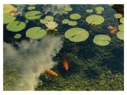 koi_teich