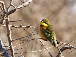 Little Bee-eater - Zwergspint