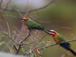 White-fronted Bee-eater - Weissstirnspint